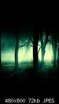 Meine Wallpaper-night_forest.jpg