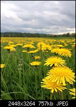 Tolle Fotos, gemacht von einem Iphone.-l-wenzahn-aspekt.jpg