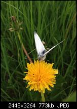 Tolle Fotos, gemacht von einem Iphone.-schmetterling2.jpg