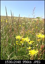 Tolle Fotos, gemacht von einem Iphone.-image.jpg