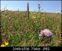 Tolle Fotos, gemacht von einem Iphone.-image.jpg