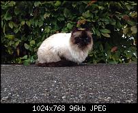 Tolle Fotos, gemacht von einem Iphone.-imageuploadedbypocketpc.ch1378500244.657376.jpg