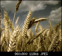 Android Wallpaper Sammlung-wallpaper111.jpg