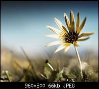 Android Wallpaper Sammlung-wallpaper72.jpg