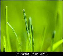 Android Wallpaper Sammlung-wallpaper_grass.jpg