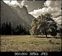 Android Wallpaper Sammlung-wallpaper_tree.jpg