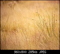 Android Wallpaper Sammlung-wallpaper_field.jpg