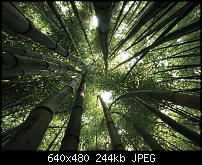 Android Wallpaper Sammlung-bamboo-trees_2.jpg
