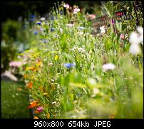 Android Wallpaper Sammlung-flowers_bokehn.jpg