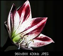 Android Wallpaper Sammlung-lilie.jpg