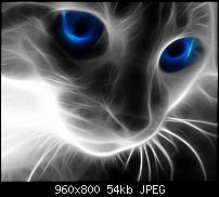 Android Wallpaper Sammlung-light-cat_57.jpg