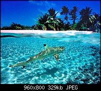 Android Wallpaper Sammlung-cocos-shark_116.jpg