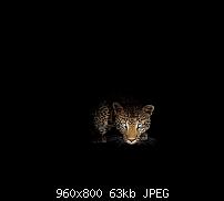 Android Wallpaper Sammlung-animal_3.jpg