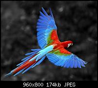 Android Wallpaper Sammlung-parrot_23.jpg