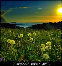 Wallpaper für das iPad Air 2-dandelion-field-sunset-ipad-air-wallpaper-ilikewallpaper_com.jpg