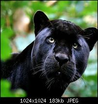 Der iPad Mini Wallpaper Thread-ipad-ipad2-wallpaper-2001.jpg