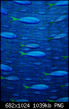 iPhone 4 Wallpaper-img_0067.png