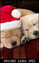 iPhone 4 Wallpaper-x-mess_dogs.jpg