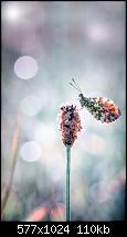 iPhone 5 Wallpaper-imageuploadedbypocketpc.ch1378857598.791499.jpg