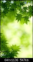 Der iPhone 5S/SE Wallpaper Thread-gallery-1_nature-my-iphone-5-wallpaper-hd-nature-green-maple-leaves.jpg