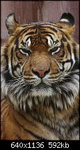 Der iPhone 5C Wallpaper Thread-gallery-6_animals-my-iphone-5-wallpaper-hd-animals-23-.jpg