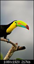 Der iPhone 6 Plus Wallpaper Thread-z-wallpaper-full-hd-1080-x-1920-smartphone-toucn-bird.jpg