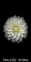 Der iPhone 6 Wallpaper Thread-9.png