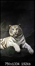 Der iPhone 6 Wallpaper Thread-attractive-white-tiger-iphone-6-wallpaper.jpg