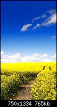Der iPhone 6 Wallpaper Thread-blue-sky-canola-flower-garden-iphone-6-wallpaper-ilikewallpaper_com_750.jpg