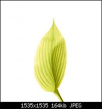 Der iPhone 6 Plus Wallpaper Thread-blatt.jpg