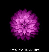 Der iPhone 6 Plus Wallpaper Thread-blume-2.jpg