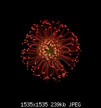 Der iPhone 6 Plus Wallpaper Thread-blume-3.jpg