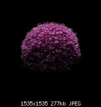 Der iPhone 6 Plus Wallpaper Thread-blume-4.jpg