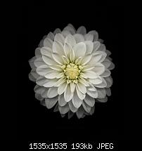 Der iPhone 6 Plus Wallpaper Thread-blume-5.jpg