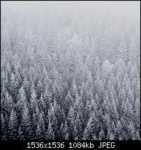 Der iPhone 6 Plus Wallpaper Thread-wei-wald.jpg