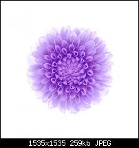 Der iPhone 6 Plus Wallpaper Thread-blume-6.jpg