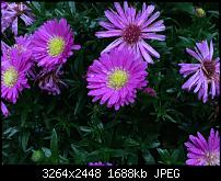 Fotoqualität des iPhone 6 Plus-img_0813.jpg