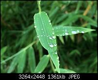 Fotoqualität des iPhone 6 Plus-img_0812.jpg