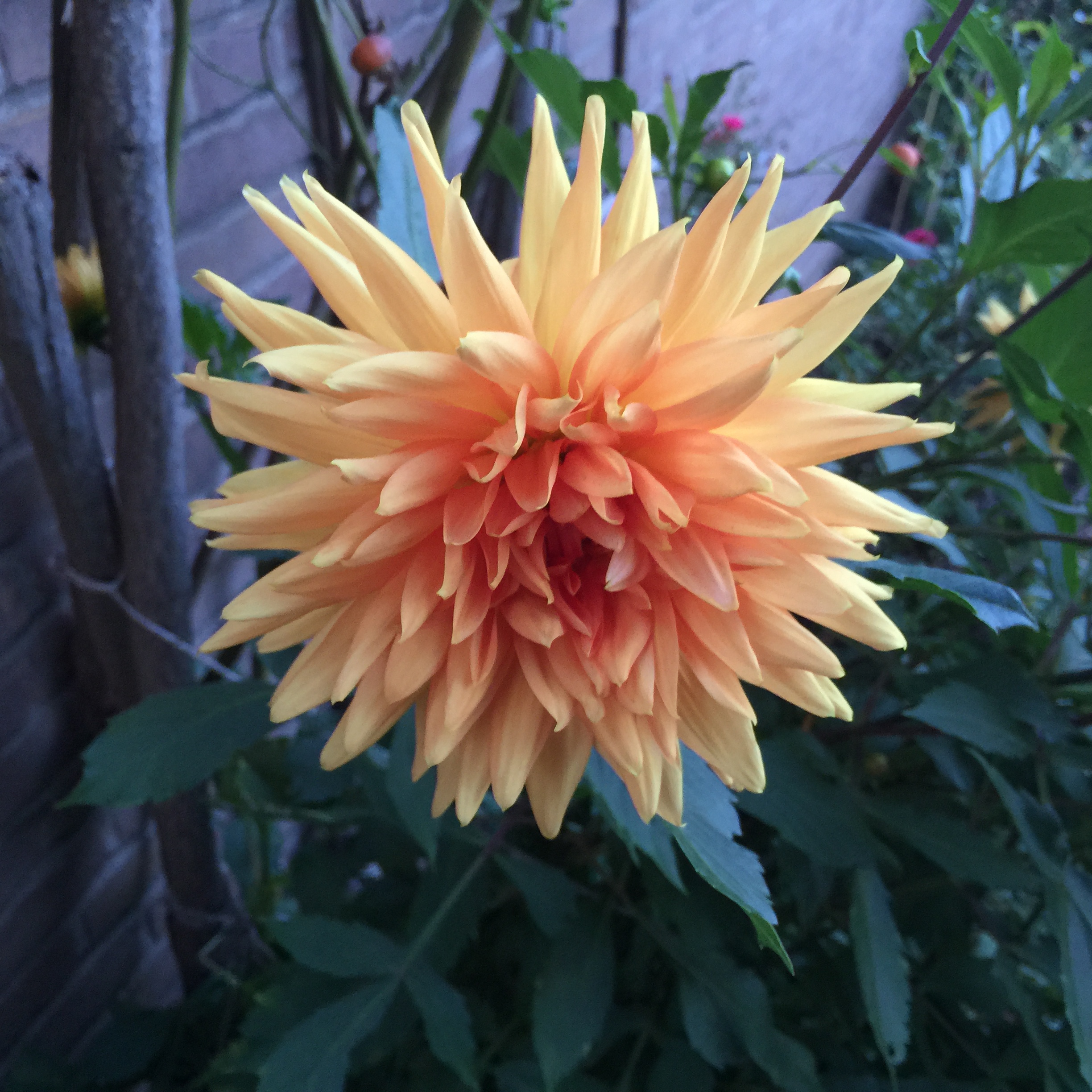 Fotoqualität des iPhone 6 Plus-img_0822.jpg