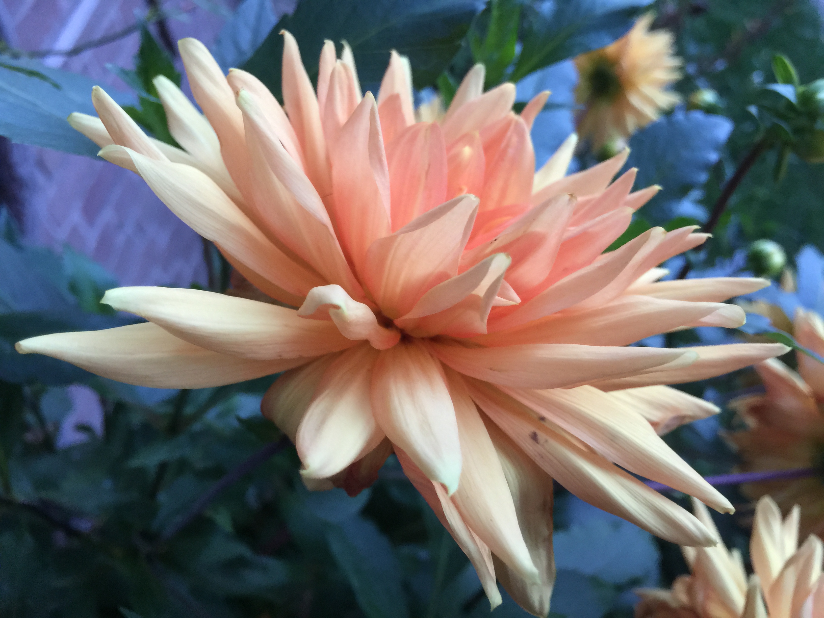 Fotoqualität des iPhone 6 Plus-img_0824.jpg