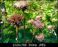 Fotoqualität des iPhone 6-imageuploadedbytapatalk1412621602.177915.jpg