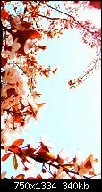 Der iPhone 6 Wallpaper Thread-cherry-blossoms-iphone-6-wallpaper.jpg