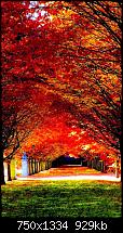 Der iPhone 6 Wallpaper Thread-nature-red-trees-road-iphone-6-wallpaper-ilikewallpaper_com_750.jpg