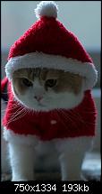Der iPhone 6 Wallpaper Thread-santa-claus-cat-iphone-6-wallpaper.jpg