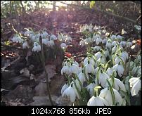 Fotoqualität des iPhone 6-imageuploadedbypocketpc.ch1424693578.289634.jpg