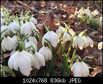 Fotoqualität des iPhone 6-imageuploadedbypocketpc.ch1424693800.150982.jpg