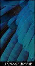 Der iPhone 6 Wallpaper Thread-11.png