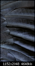 Der iPhone 6 Wallpaper Thread-12.png