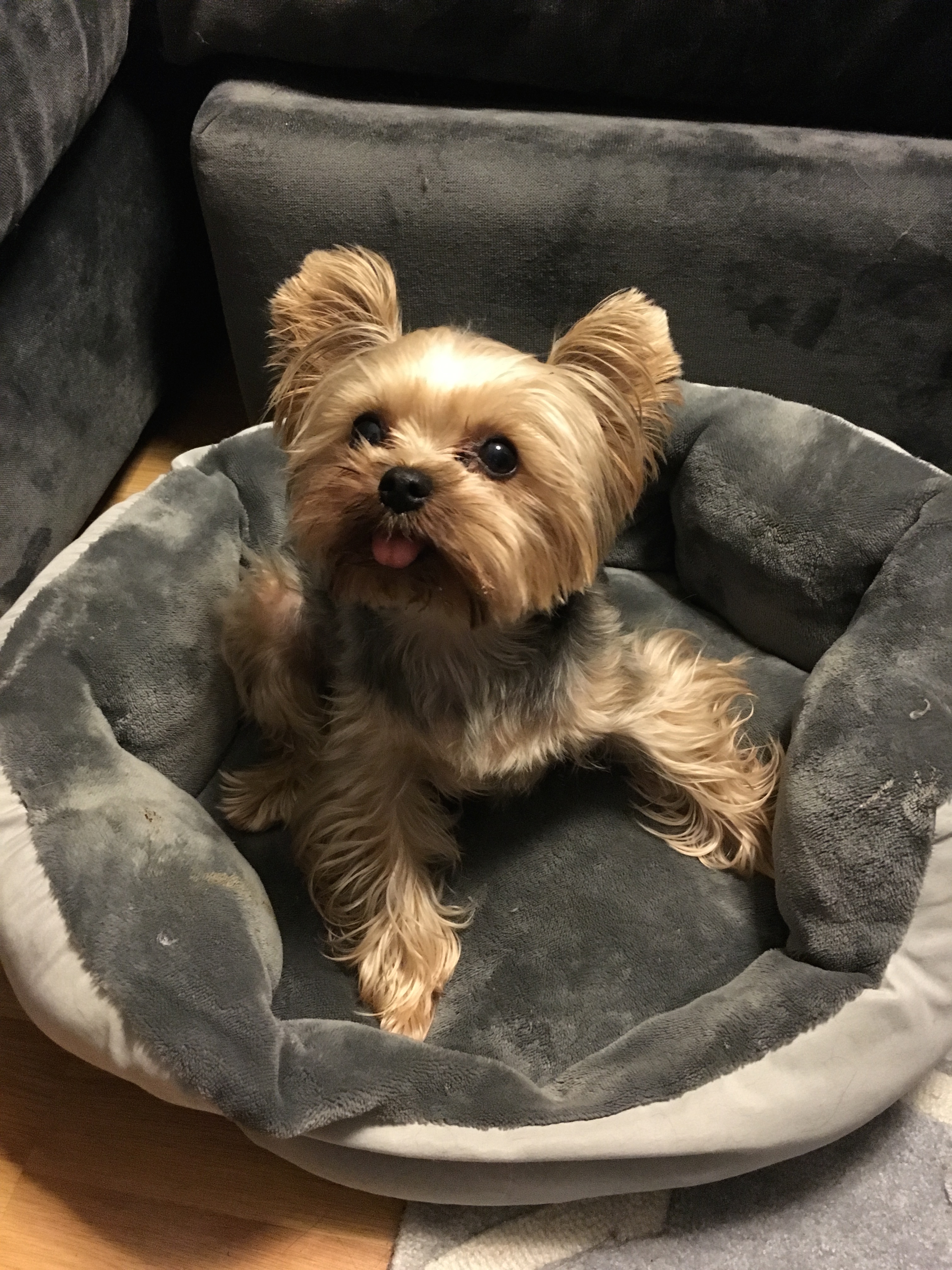 Erster echter iPhone 6s Benchmark und Fotos der iPhone 6s-Kamera aufgetaucht-image1.jpg