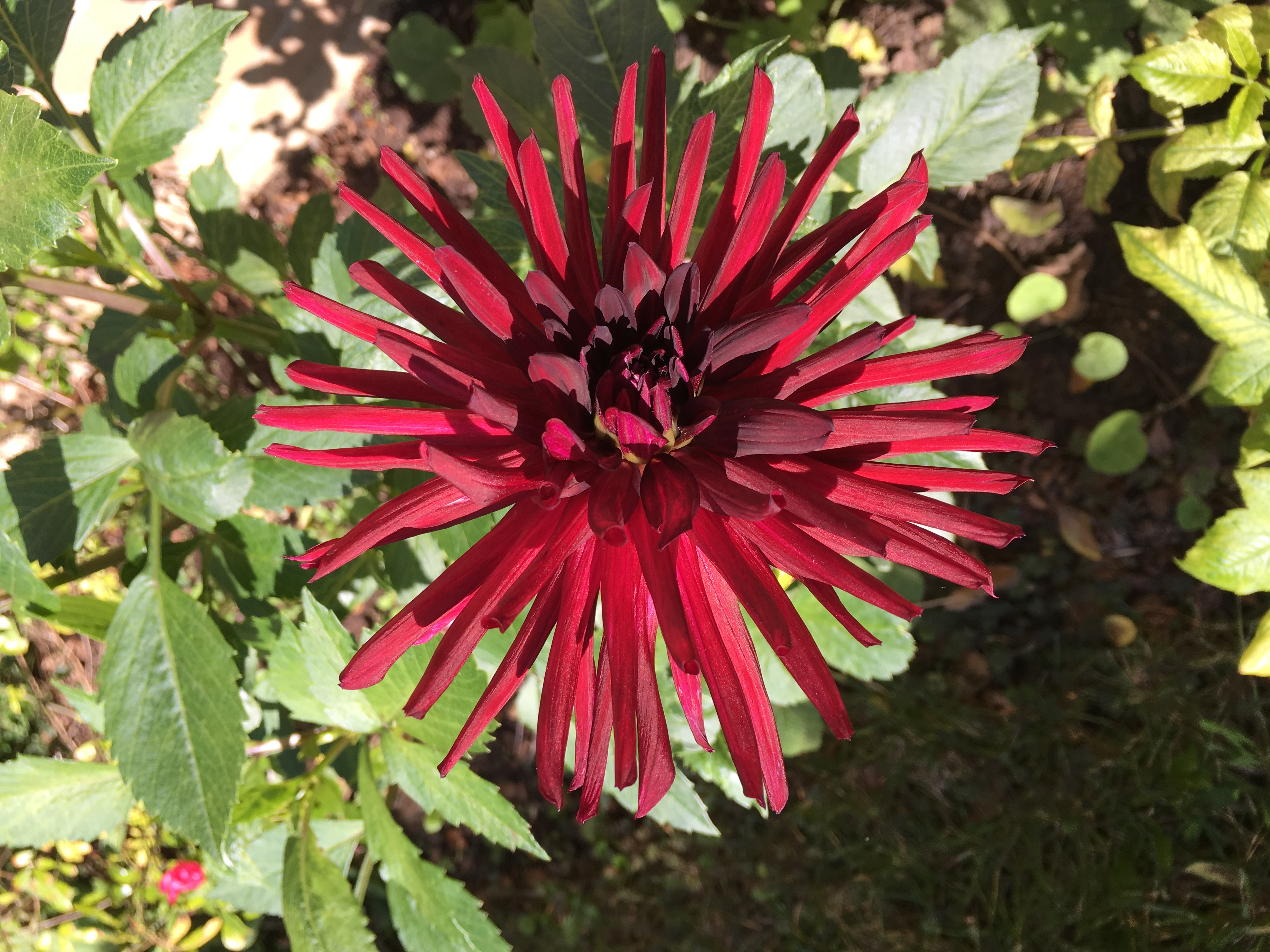 Foto- und Videoqualität des iPhone 6S und 6S Plus-image.jpeg